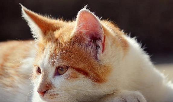 智赢策略 猫咪喷嚏流鼻涕，3招护理好得快，你家猫中招了吗？